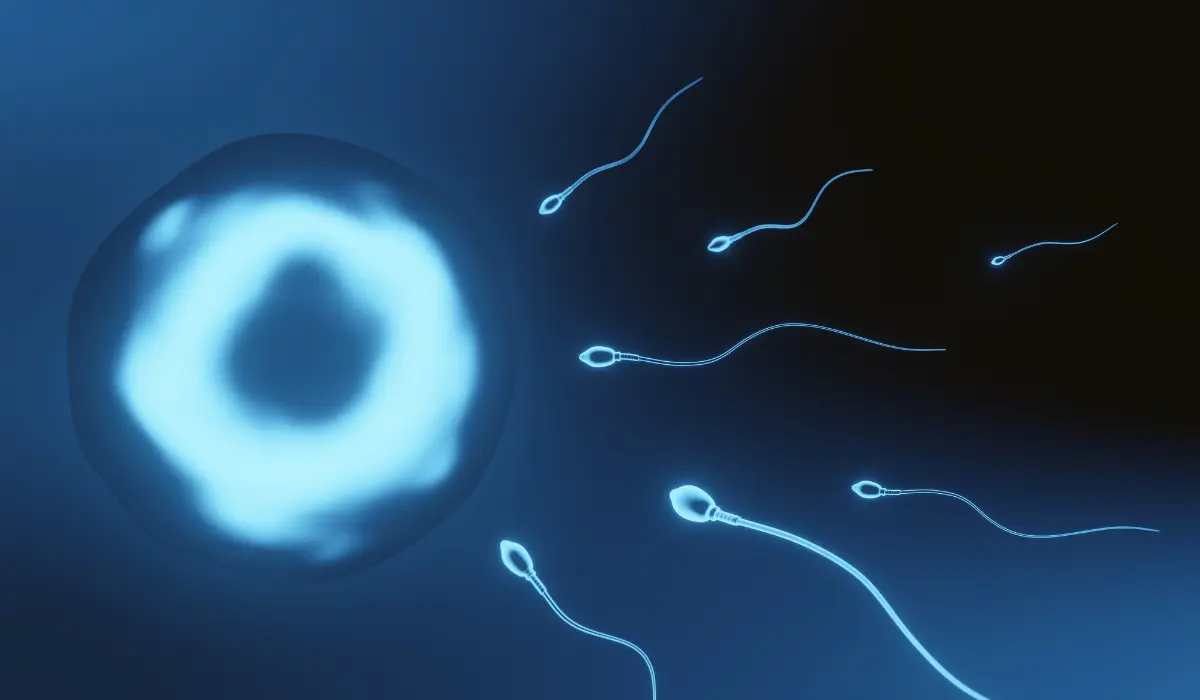 Structure Do Sperm Cells