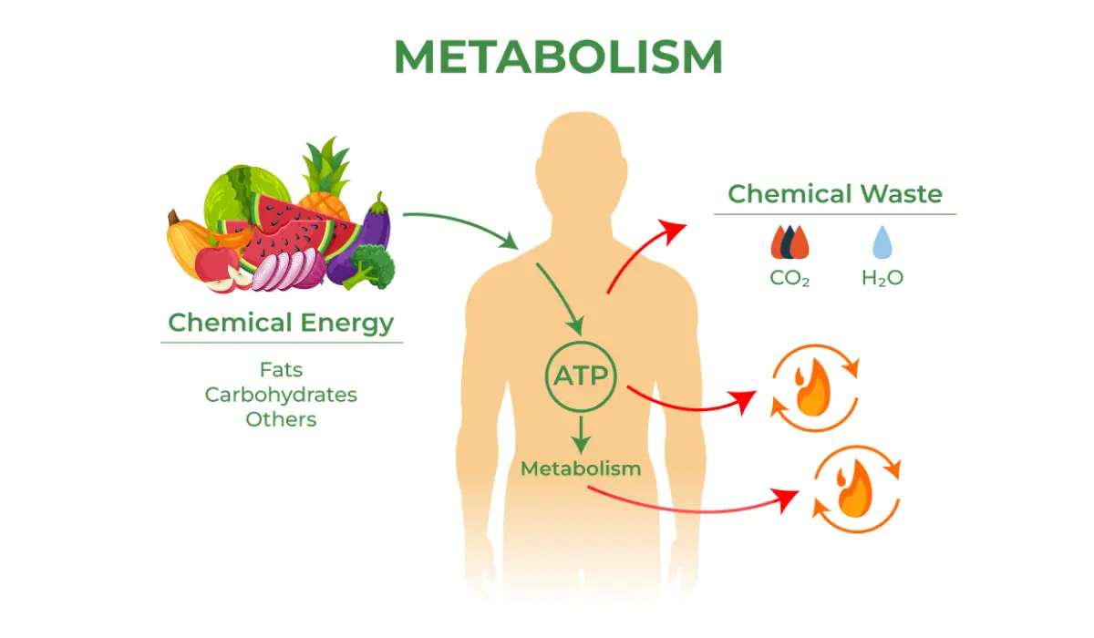 Types-Of-Metabolism